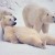 RuBear