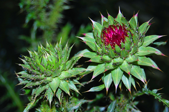 чертополох_1