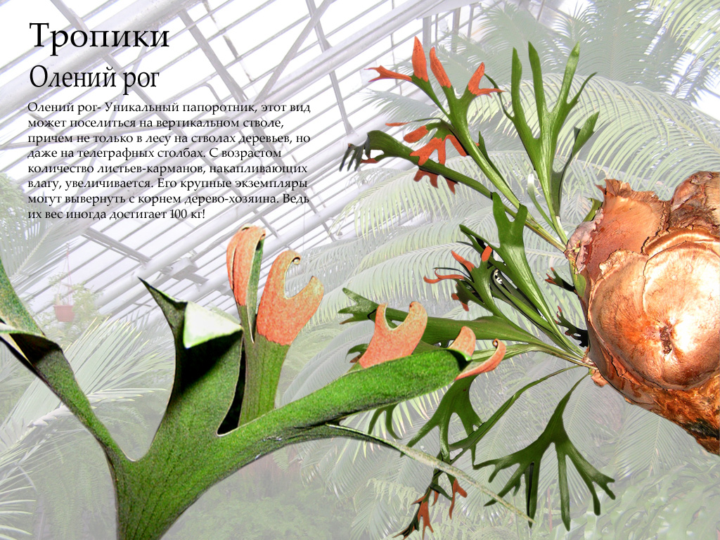 презентация "Тропики на Неве"