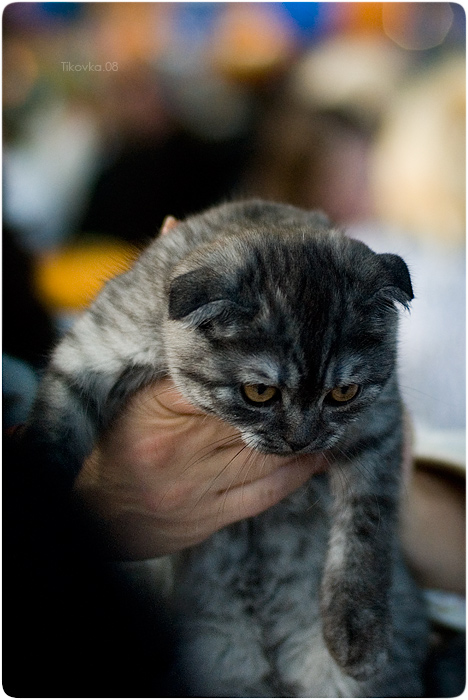 Экспокот 2008