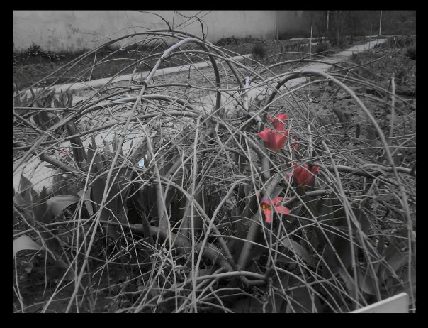 Ботанический сад 04