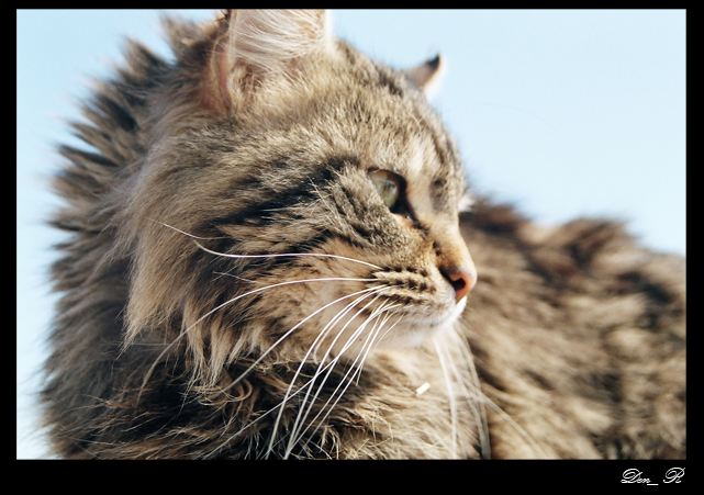 Серия "Кошачие"