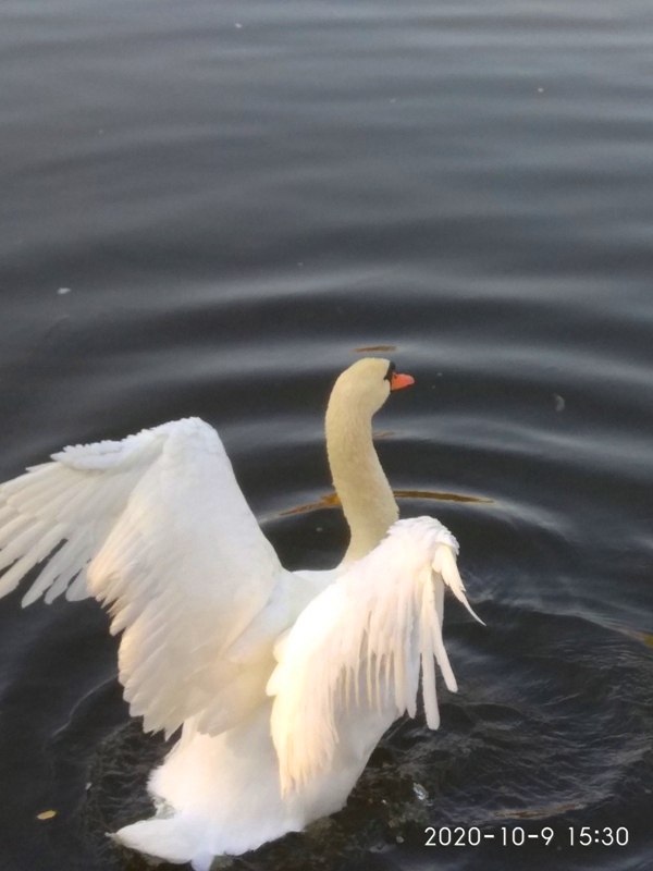 "Белый лебедь"