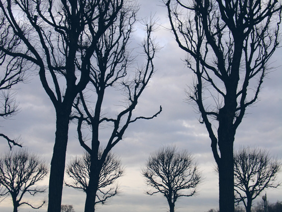 "Мужской" Михайловский сад