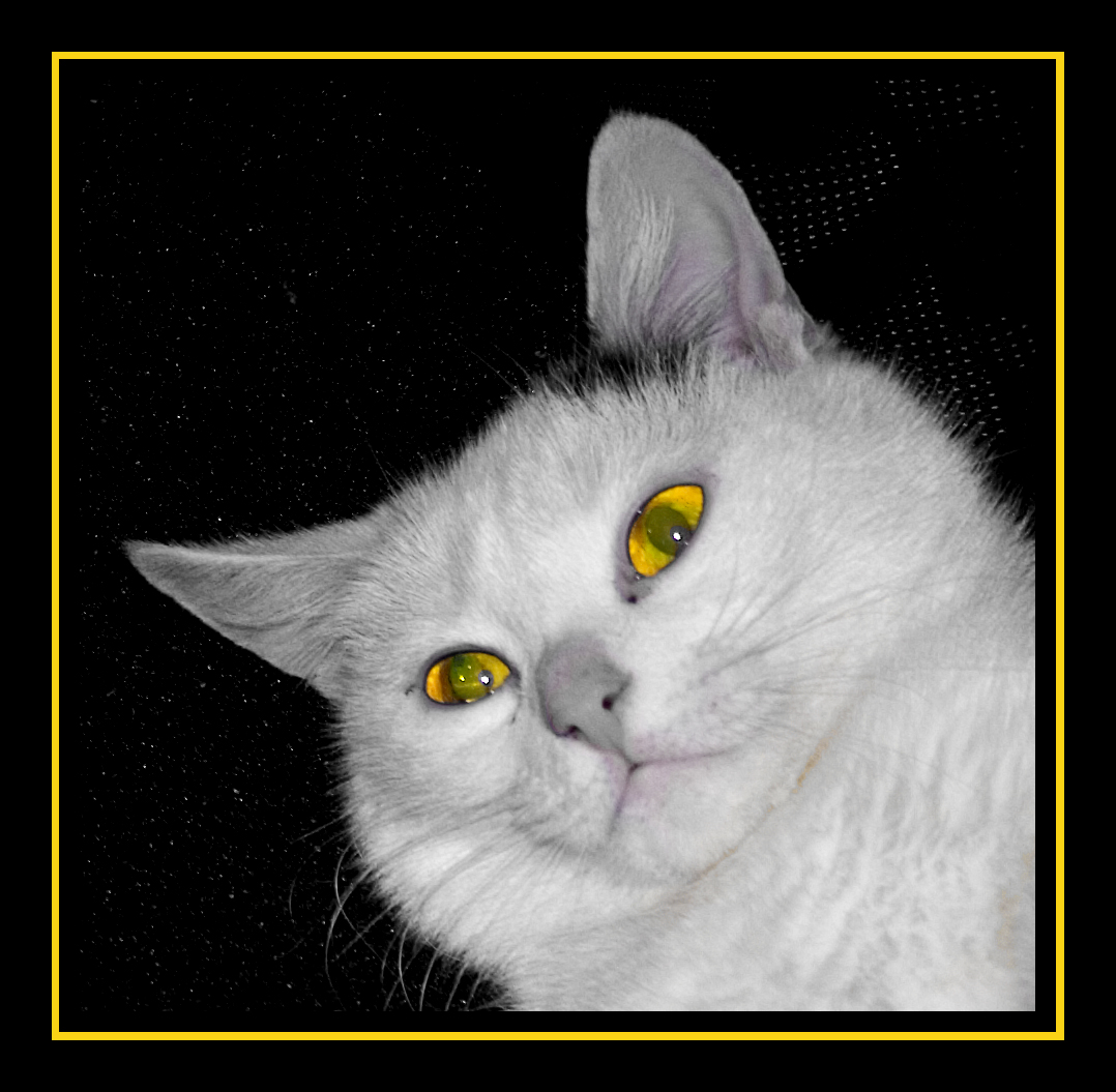 BeeLine'О'Кошка