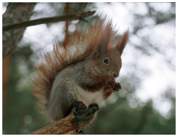 Серия "Хитрая белка"