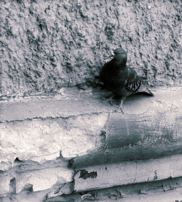 на краю. НИЧТО.а может крыло?