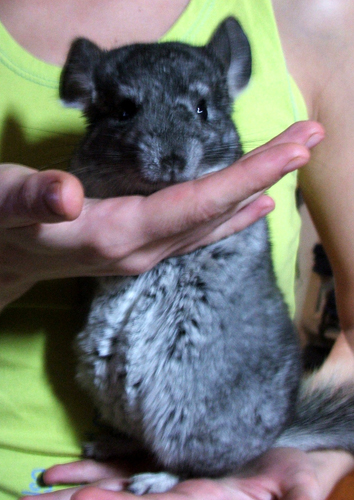 прикрепленный файл