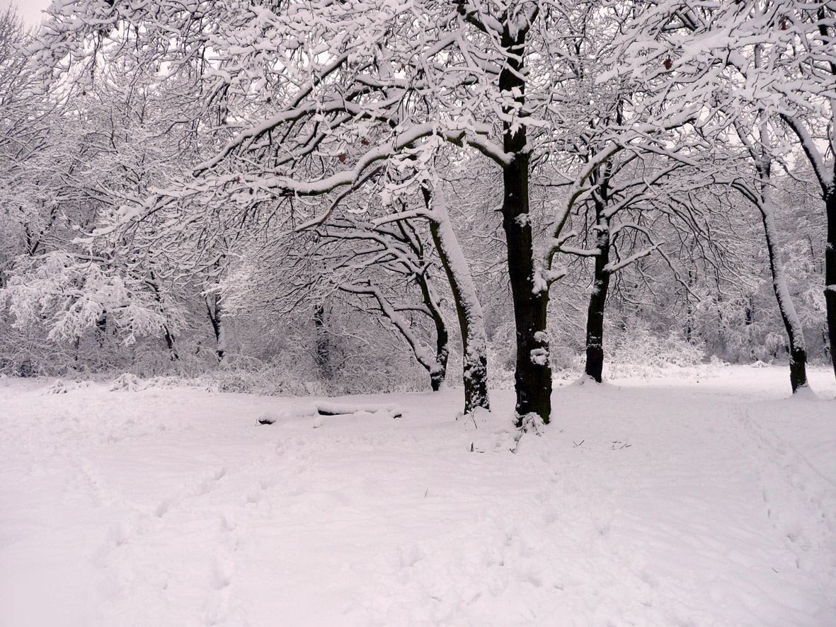 a beautiful woman is the winter