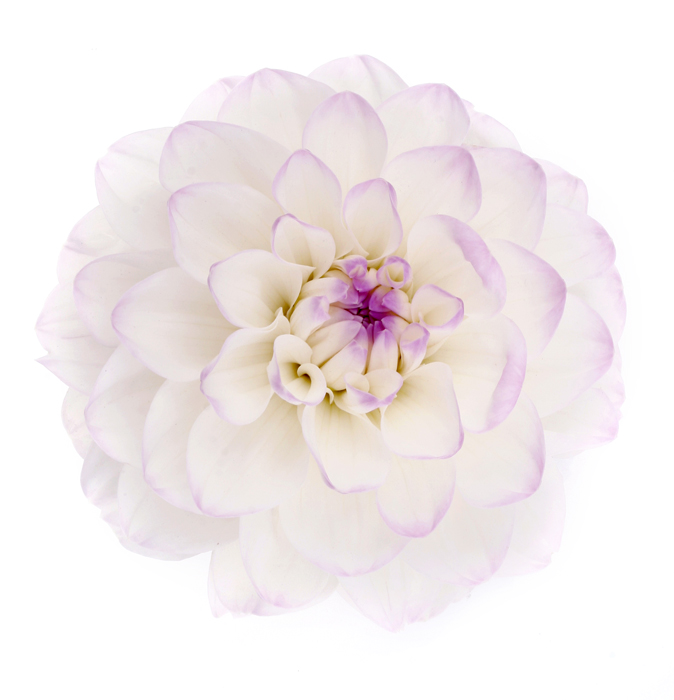 клипарты цветы