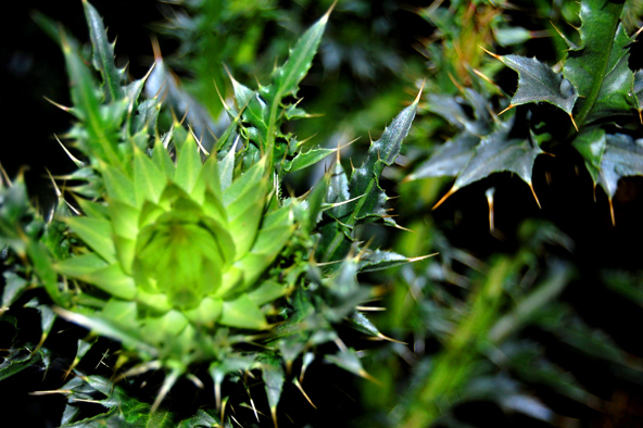 чертополох_3