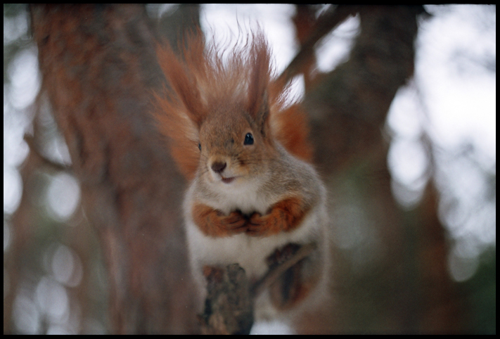 Серия "Хитрая белка"