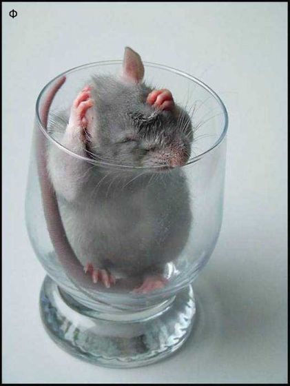 прикрепленный файл