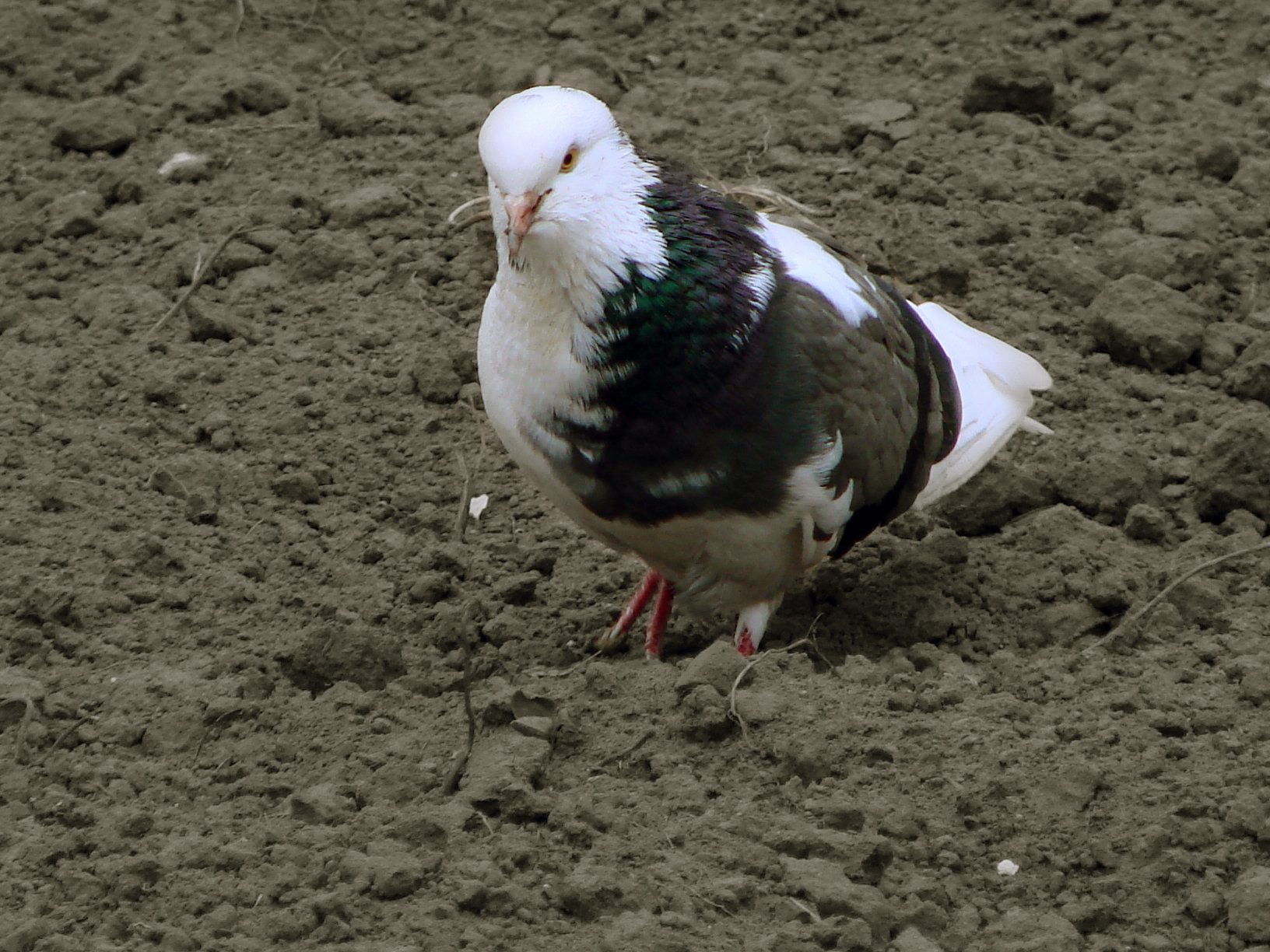 Голубь в поле