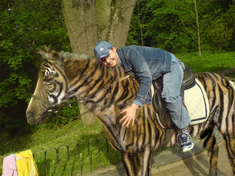 Новая порода лошадей)