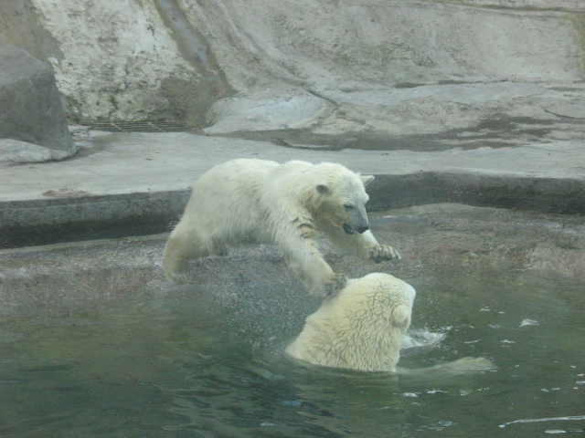 В Московском Зоопарке II