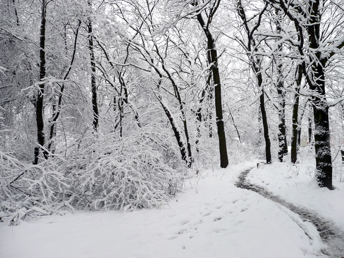 a beautiful woman is the winter