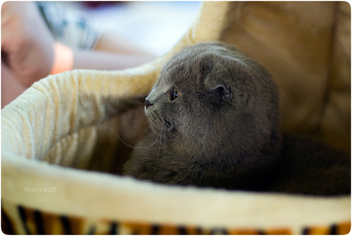 Экспокот 2008