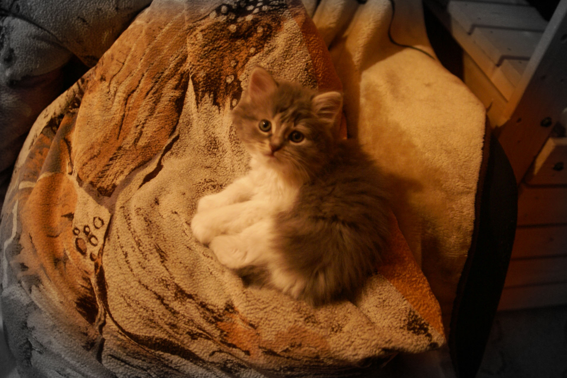 Наш котенок