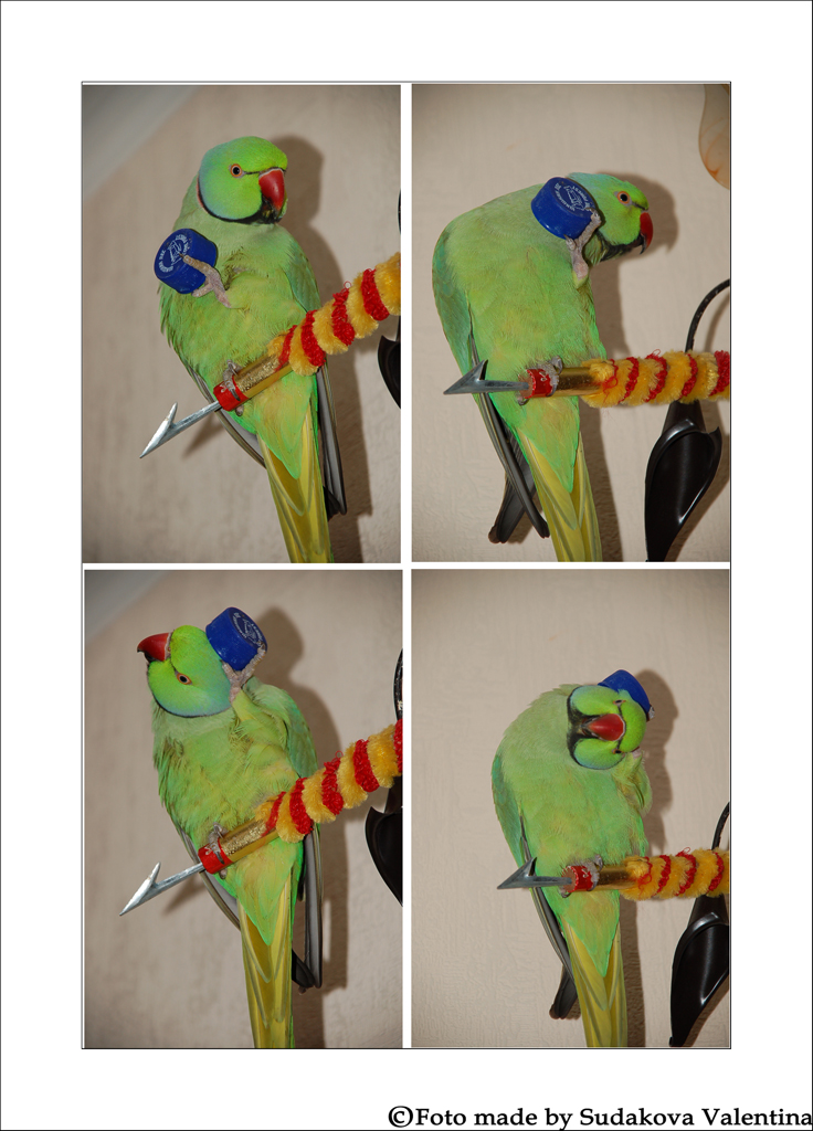 Ожереловый попугай