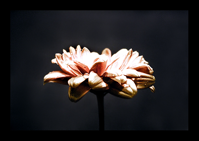 Фото для журнала