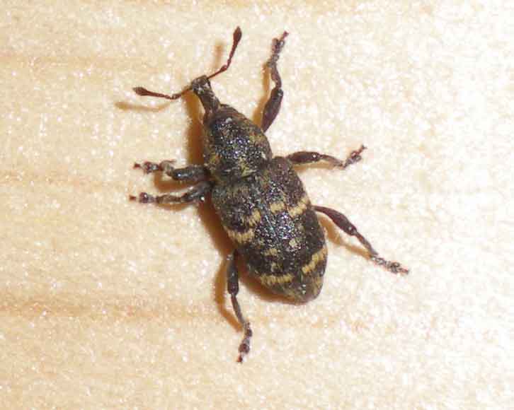 "утконосик"