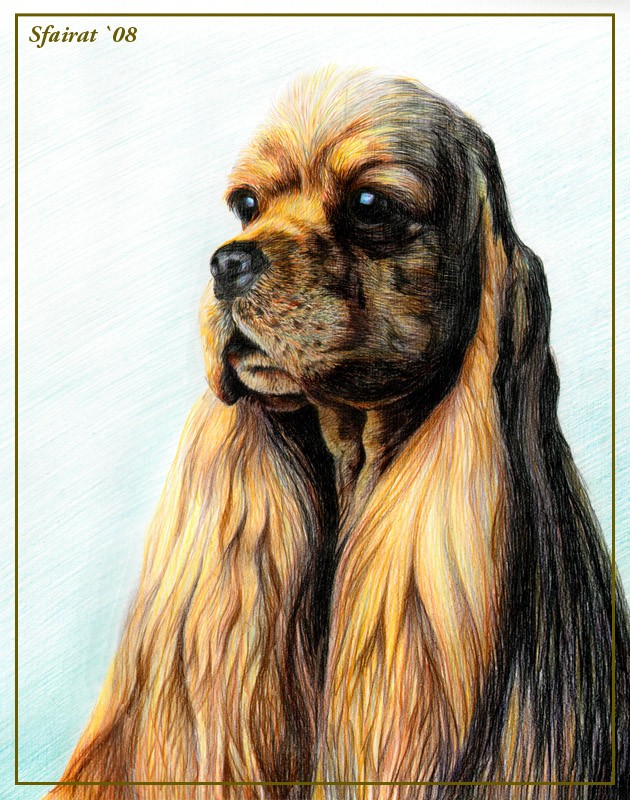 Коккер Спаниель (портрет)