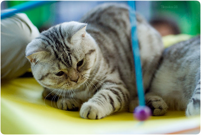 Экспокот 2008