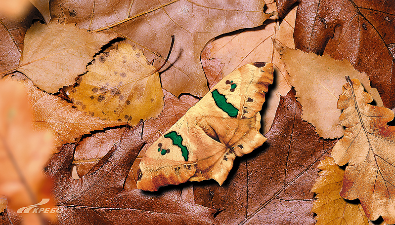 БАБОЧКИ, НОЯБРЬ