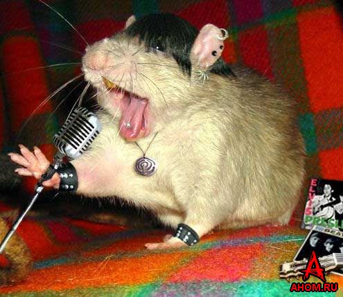 прикрепленный файл