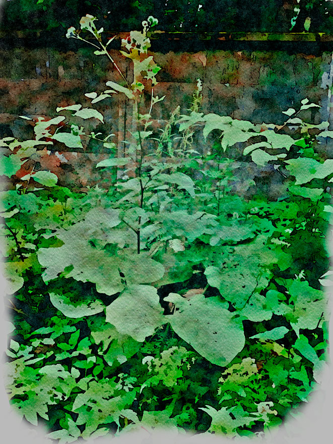 этюд "Лопух". акварель