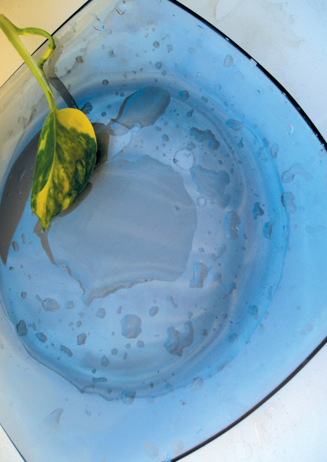 Фото для каталога "Weyergans"