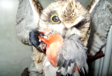 прикрепленный файл