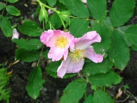 Городские цветы