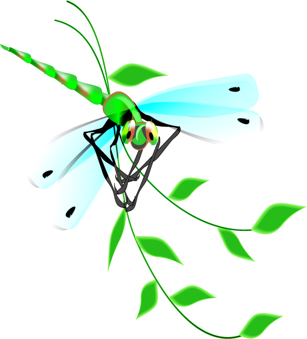 Dragonfly