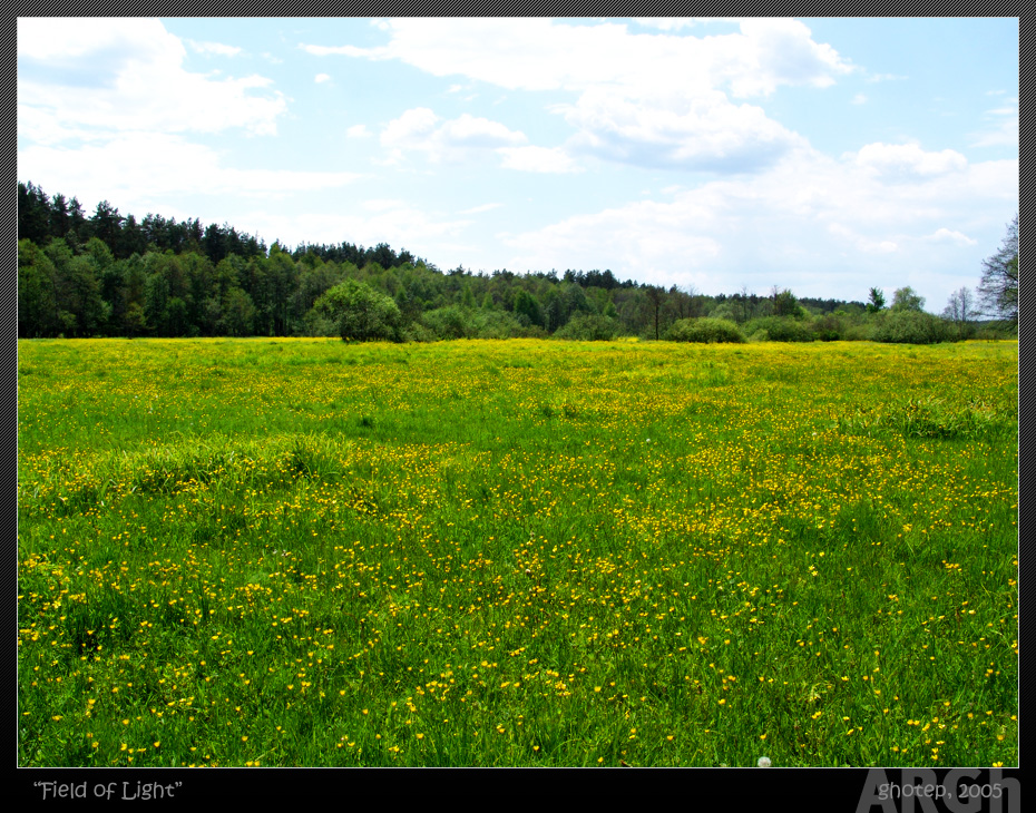 «Field of Light»