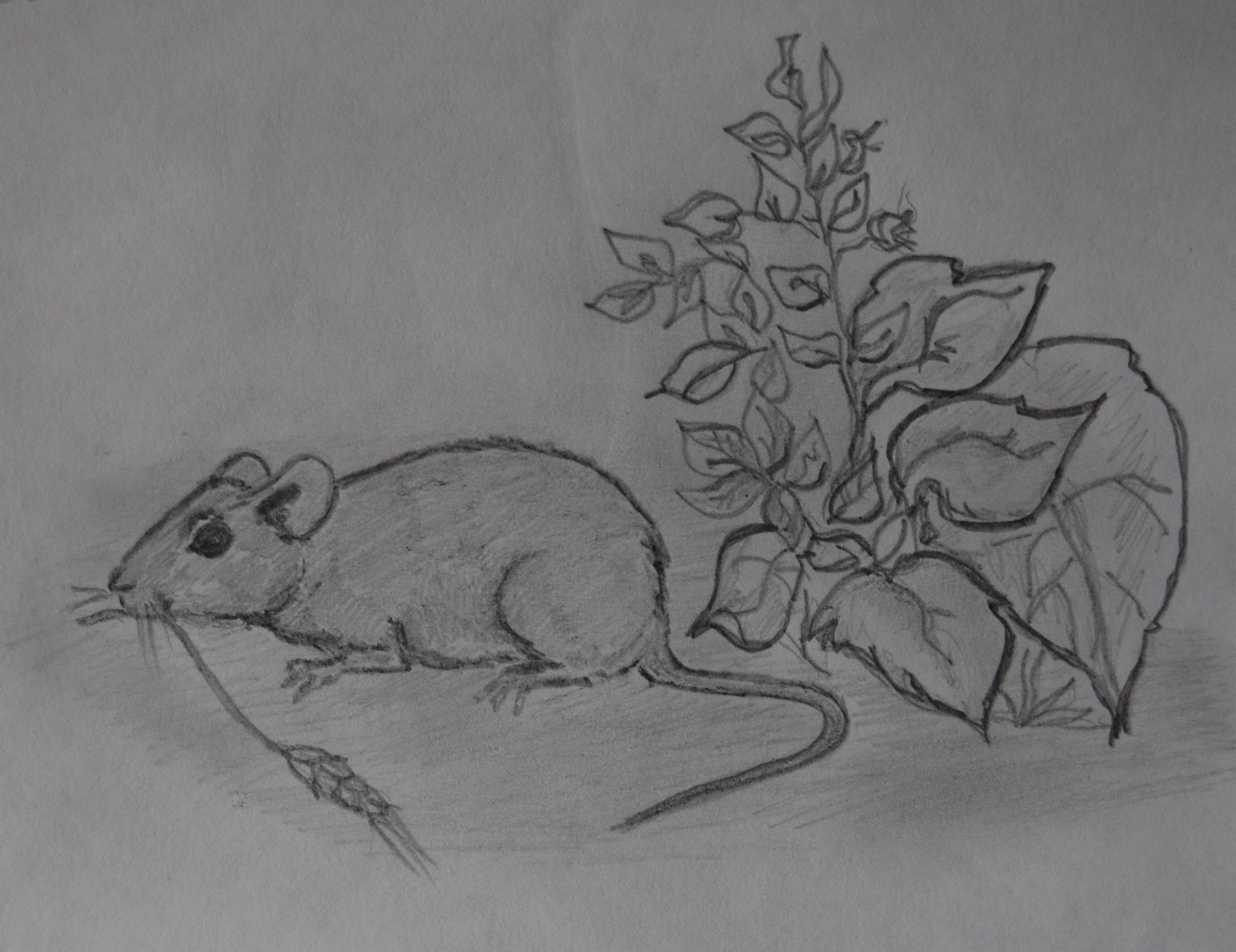 иллюстрации в детскую книгу