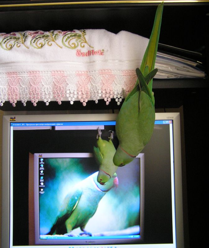 мои домашние любимцы