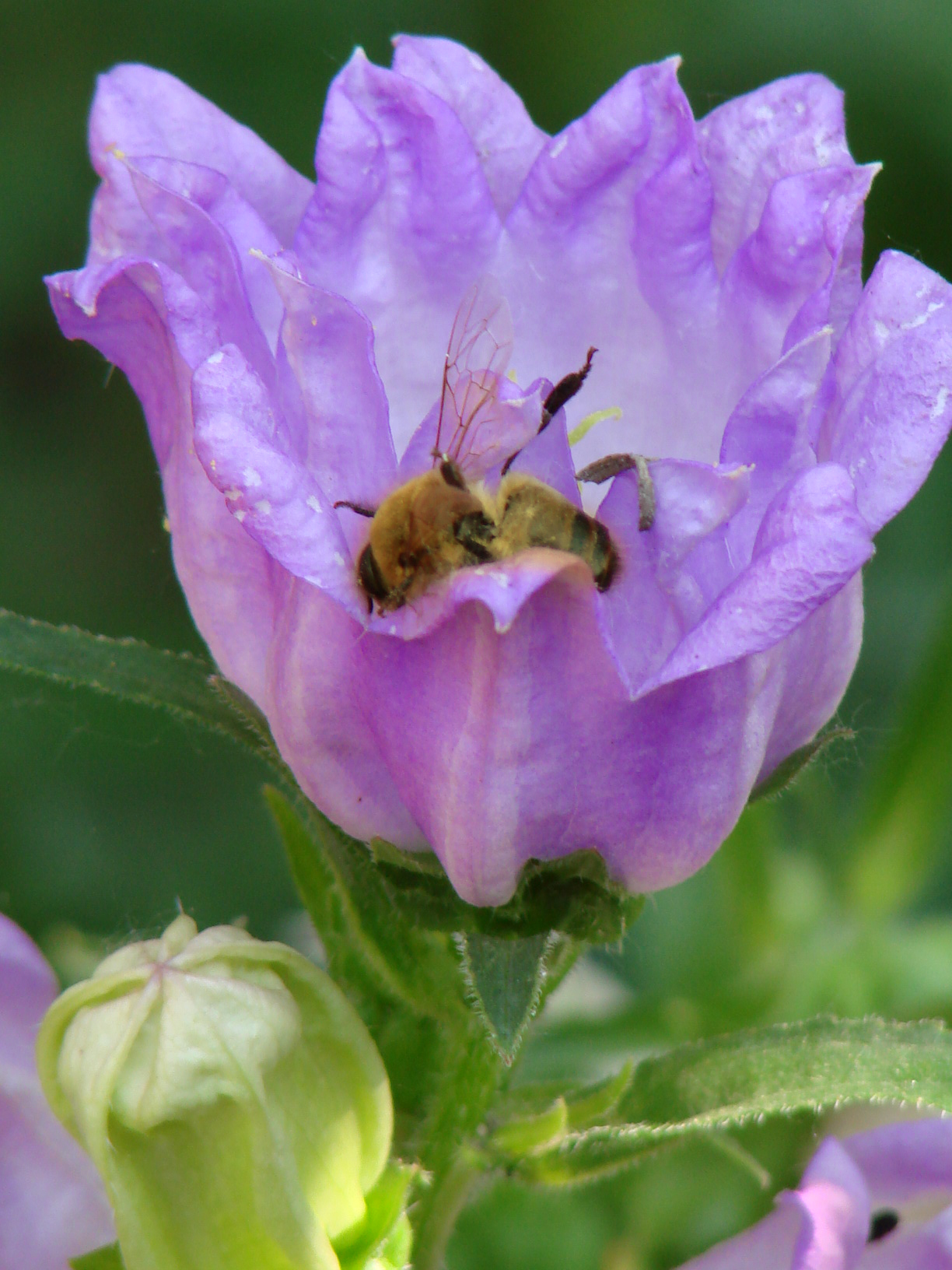 Цветочек с пчелкой