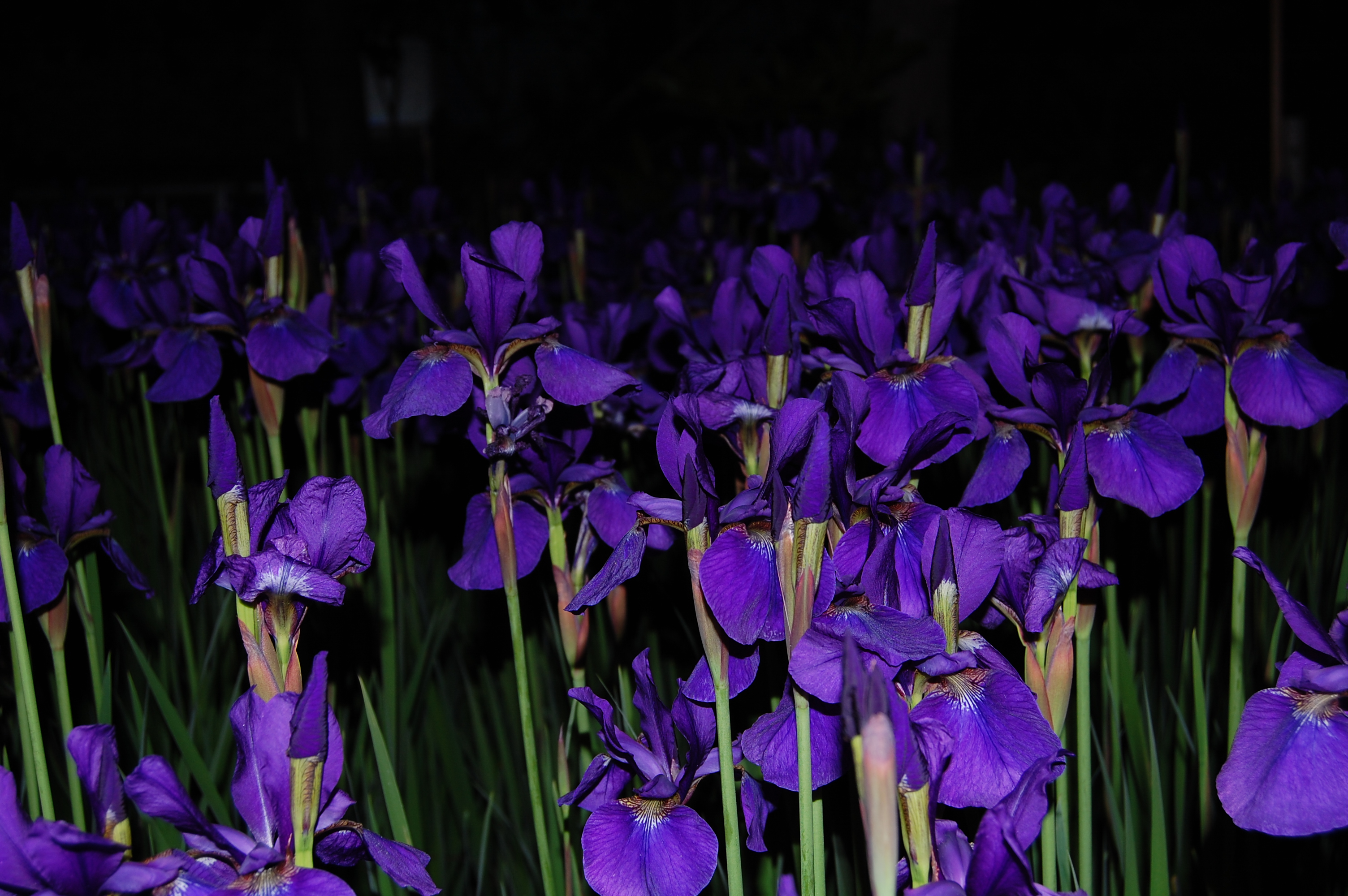 Ирисы ночью