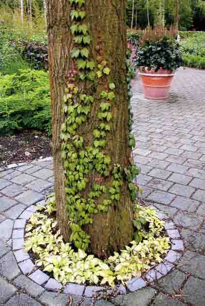 концептуальное решение рощи