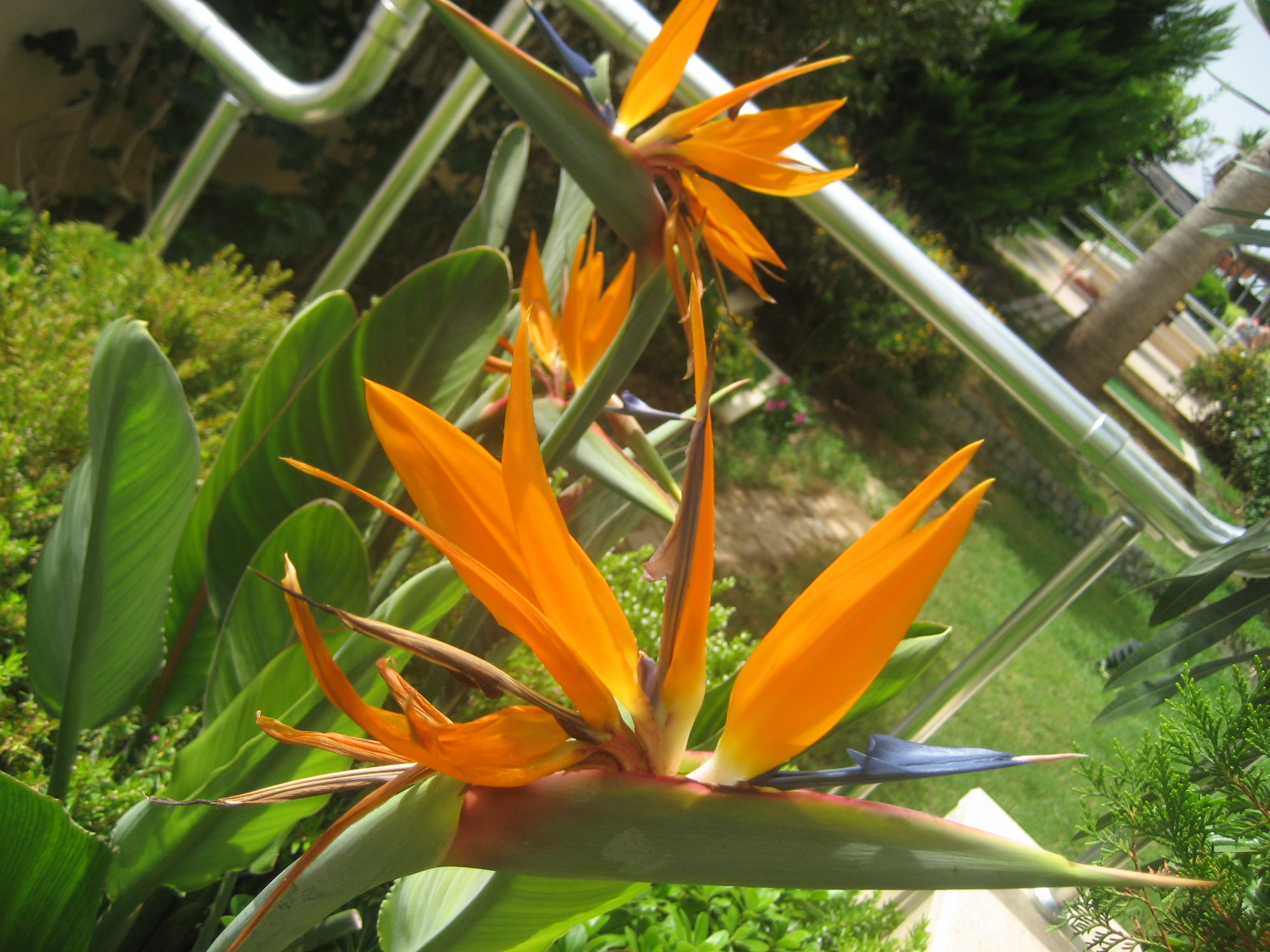 Чудо-цветок