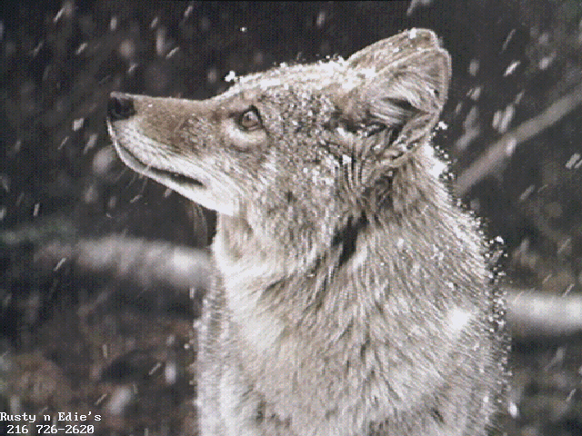 прикрепленный файл