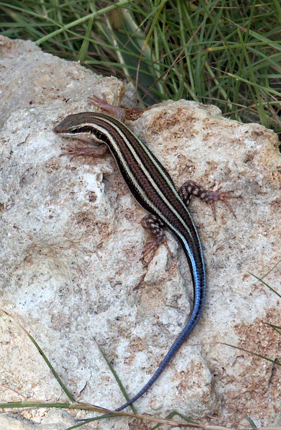 новый хвост