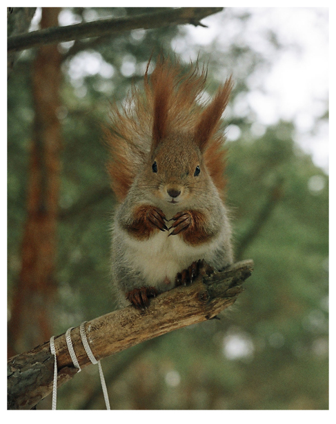 Серия "Хитрая белка"