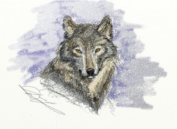 волк под пастель