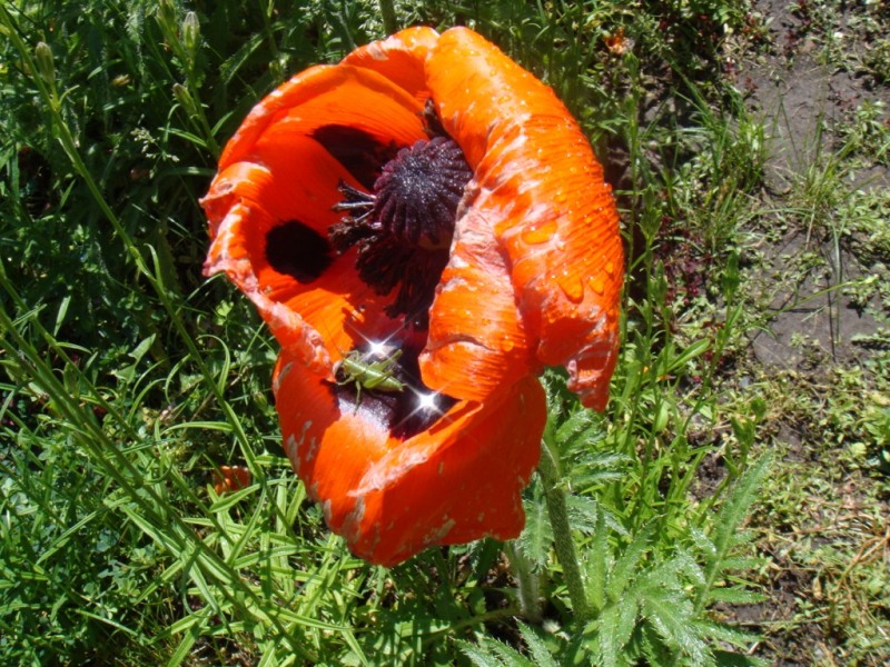 насекомые чумятся