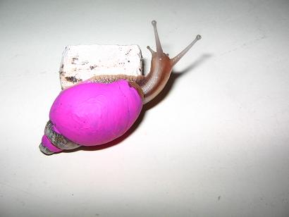 улитка которая любила редиску