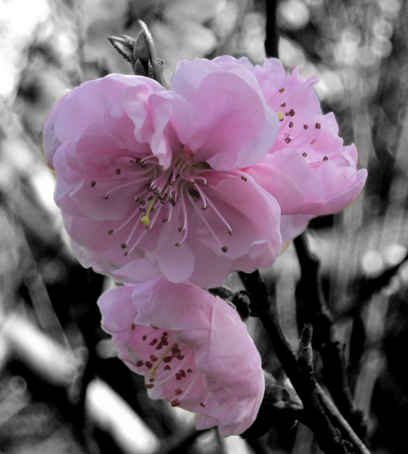 Цеток Сакуры