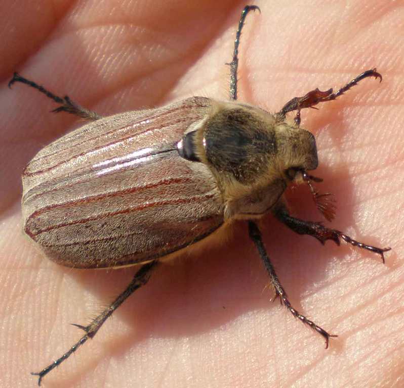 майский жук